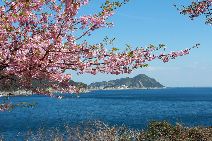 大分県津久見市の保戸島と河津桜の画像