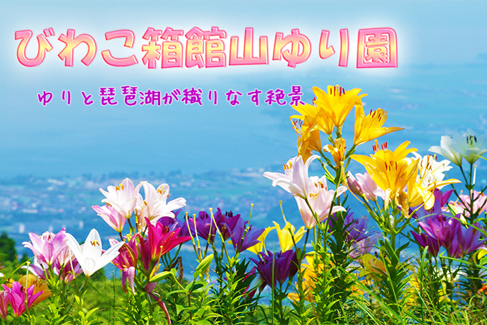 美しすぎる 天空のゆりの楽園 びわこ箱館山ゆり園 ふるさと納税完全ガイド ふるさぽ